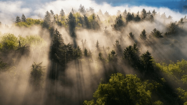 Forest image